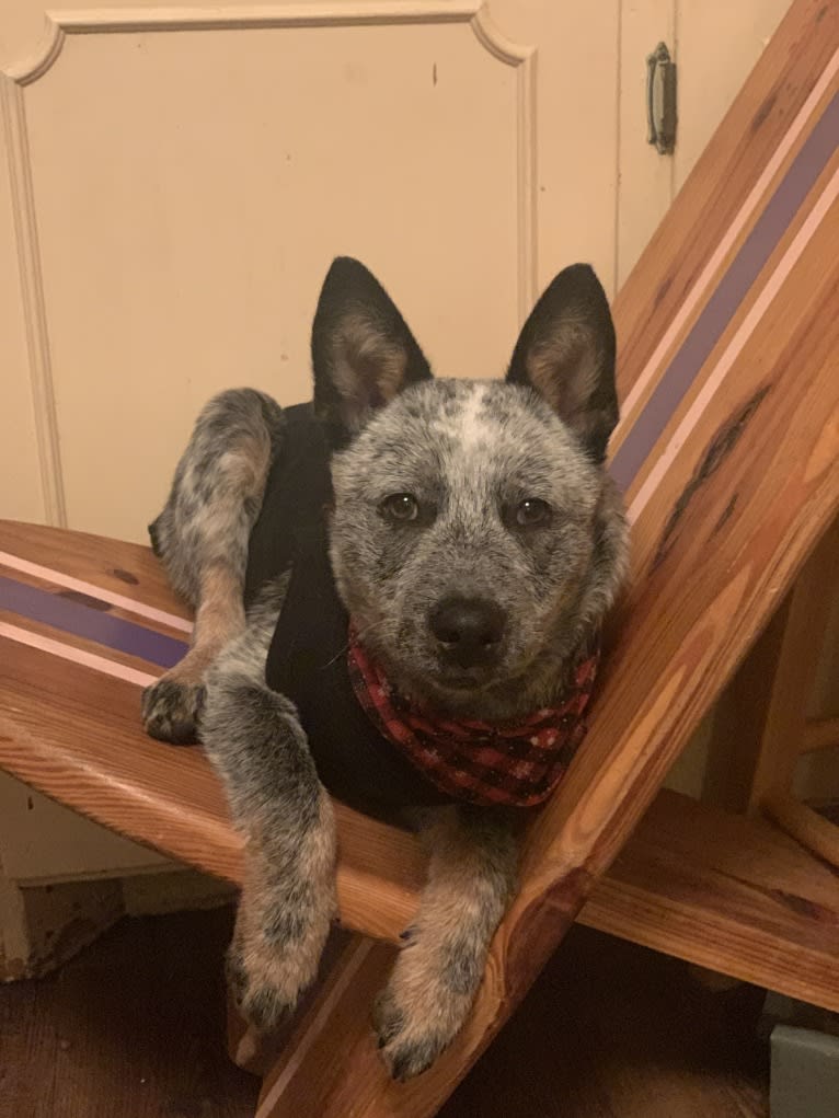 Chomp, an Australian Cattle Dog tested with EmbarkVet.com
