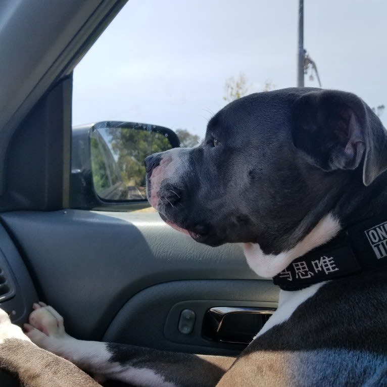 MaSiWei, an American Bully tested with EmbarkVet.com