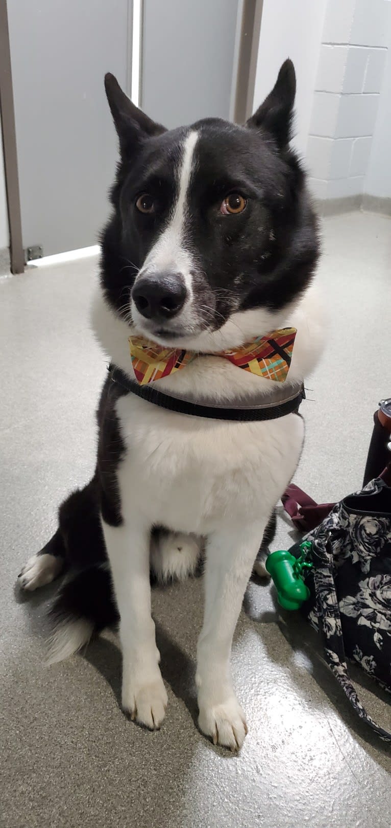 Dumaw Oakenshield, a Karelian Bear Dog tested with EmbarkVet.com