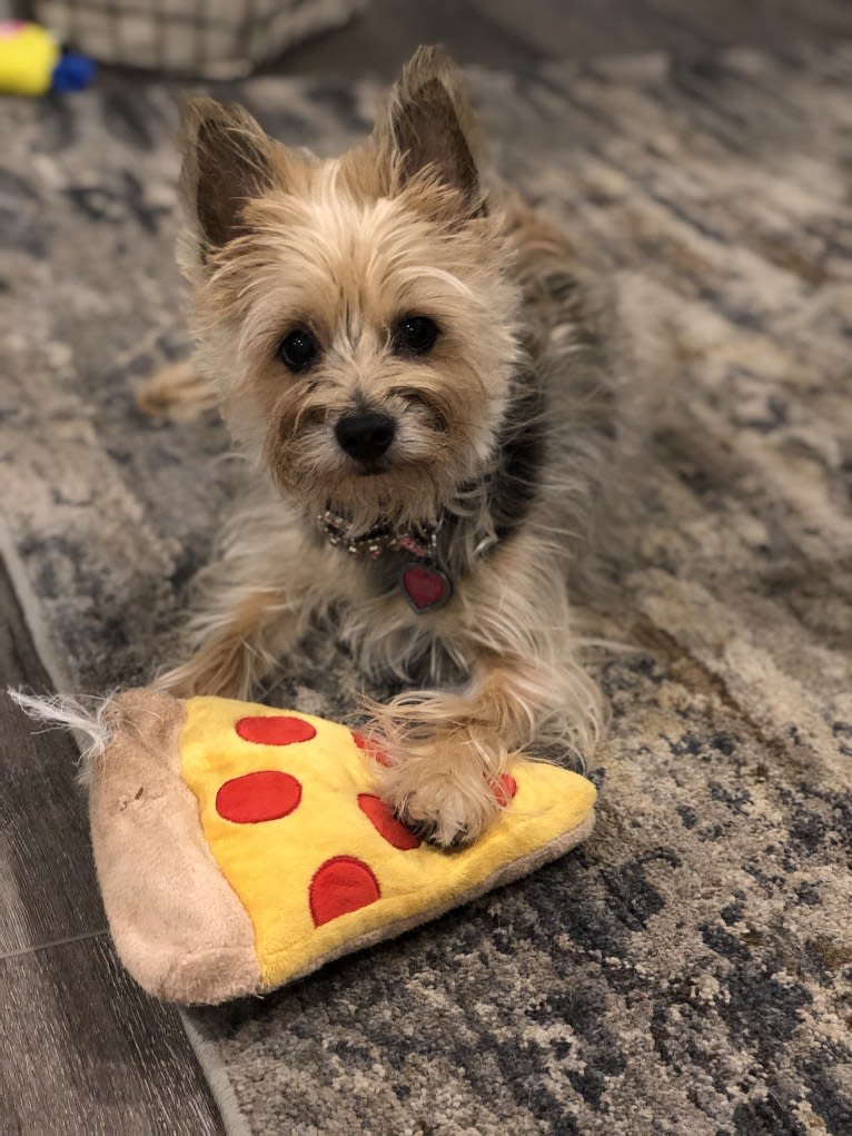 Molly, a Yorkshire Terrier and Cairn Terrier mix tested with EmbarkVet.com