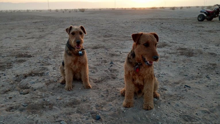 Kratos, an Airedale Terrier tested with EmbarkVet.com