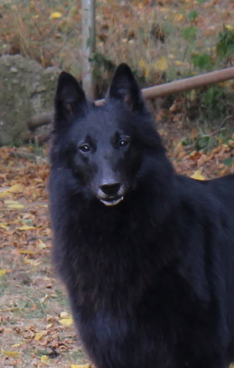 Star, a Belgian Shepherd tested with EmbarkVet.com