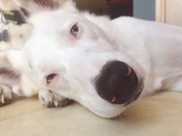 Finn, an Australian Cattle Dog and Australian Shepherd mix tested with EmbarkVet.com