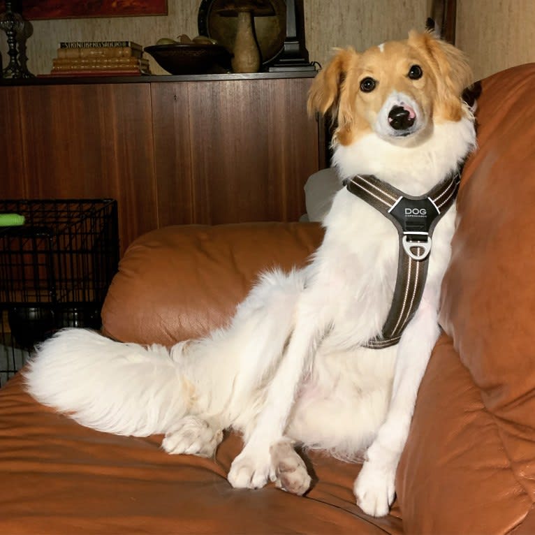 Hjalmar, a Border Collie and Russell-type Terrier mix tested with EmbarkVet.com