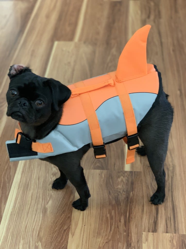 Dipper, a Pug tested with EmbarkVet.com