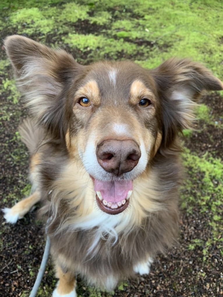 Rosie O'Doggell, an Australian Shepherd and German Shepherd Dog mix tested with EmbarkVet.com