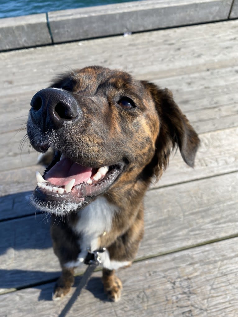 Cori, an American Pit Bull Terrier and Boxer mix tested with EmbarkVet.com