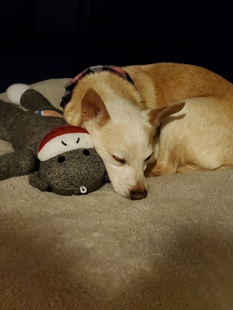 Basil, a Chihuahua and Miniature Pinscher mix tested with EmbarkVet.com