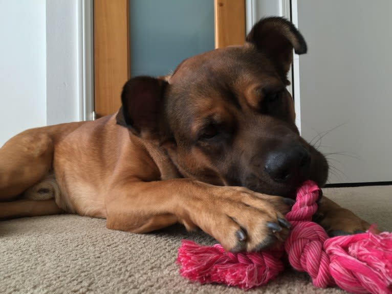 Jax, an American Pit Bull Terrier and Chow Chow mix tested with EmbarkVet.com