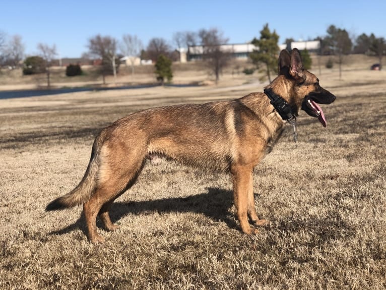 KHs His Reign Has Just Begun “Kaiser” TKE DS HDS, a German Shepherd Dog and Dutch Shepherd mix tested with EmbarkVet.com