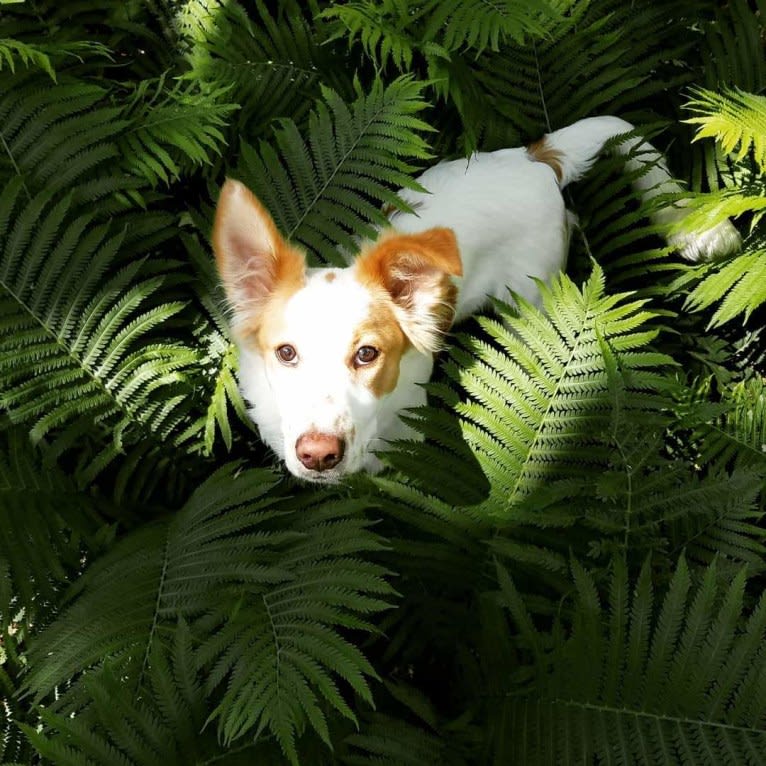 Gambit, a German Shepherd Dog and American Pit Bull Terrier mix tested with EmbarkVet.com