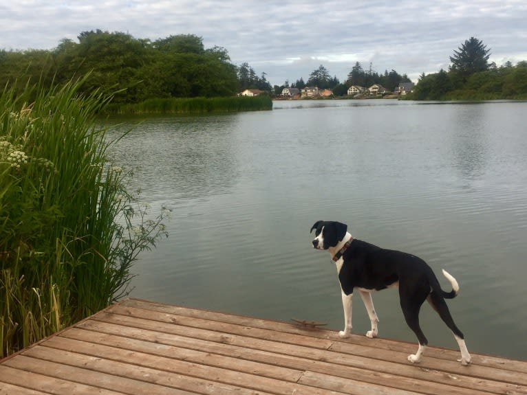 NicKenzie, an American Pit Bull Terrier and English Shepherd mix tested with EmbarkVet.com