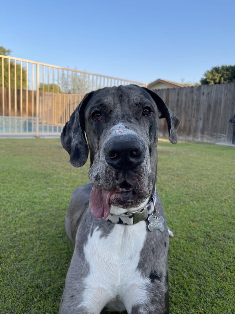 Blue, a Great Dane tested with EmbarkVet.com