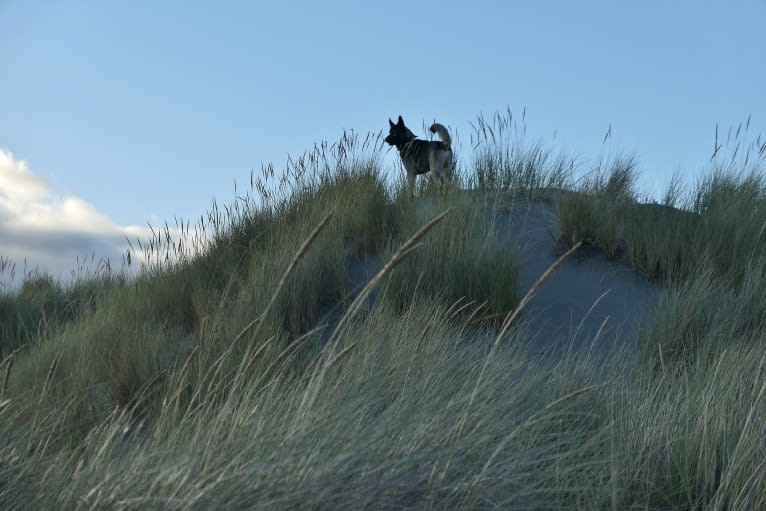 Kodiak, a Caucasian Ovcharka and German Shepherd Dog mix tested with EmbarkVet.com