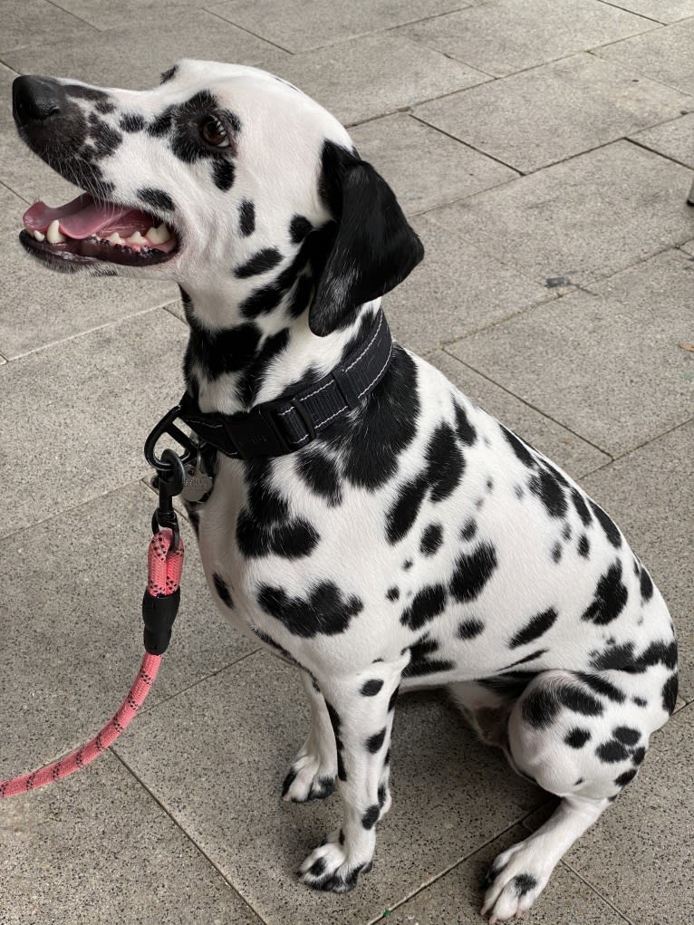 DianDian, a Dalmatian tested with EmbarkVet.com