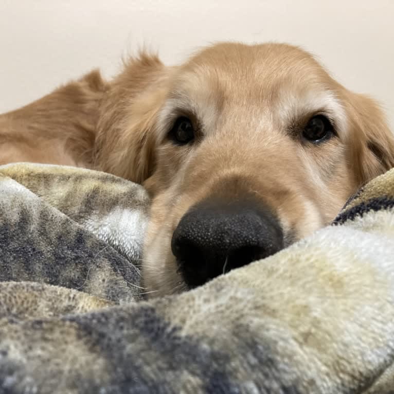 Timber “Gross Manor’s I’ll Be The One You Won’t Forget”, a Golden Retriever tested with EmbarkVet.com