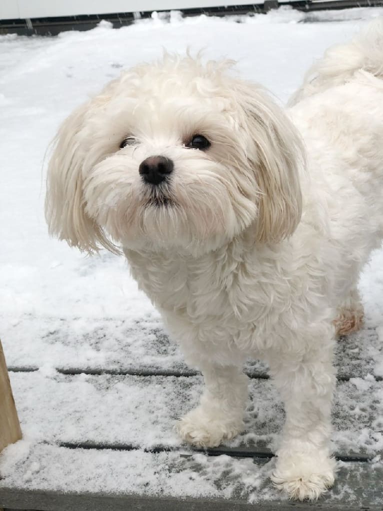 Maggie, a Maltese and Poodle (Small) mix tested with EmbarkVet.com