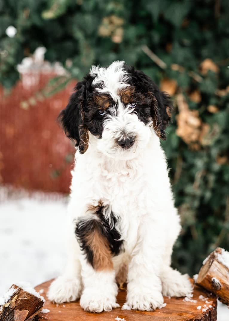 Utah, a Poodle (Standard) tested with EmbarkVet.com