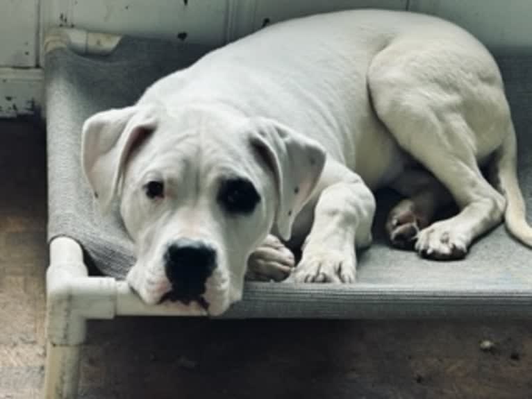 Vera, a Dogo Argentino tested with EmbarkVet.com