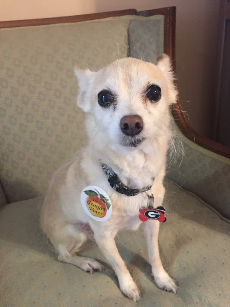 Zac, a Chihuahua and Poodle (Small) mix tested with EmbarkVet.com