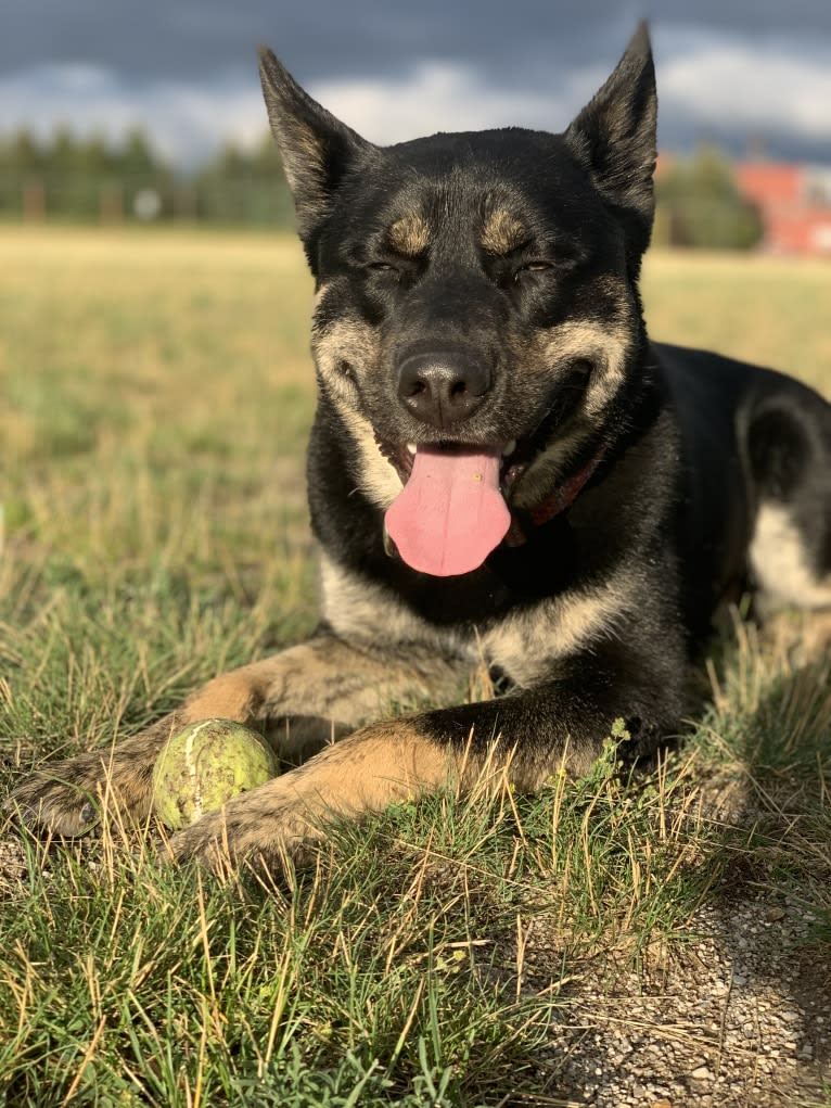 Rome, a Siberian Husky and Labrador Retriever mix tested with EmbarkVet.com