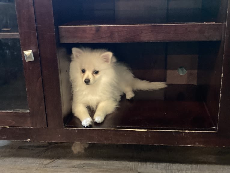 Koda, a Pomeranian tested with EmbarkVet.com