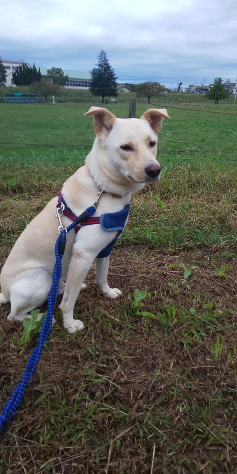 aoi, a Shiba Inu and Japanese Spitz mix tested with EmbarkVet.com