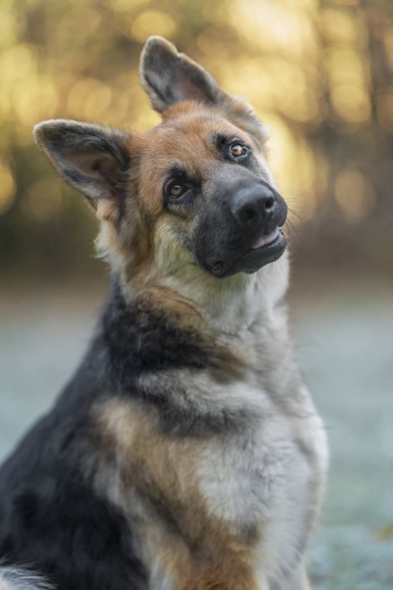 Elena, a German Shepherd Dog tested with EmbarkVet.com