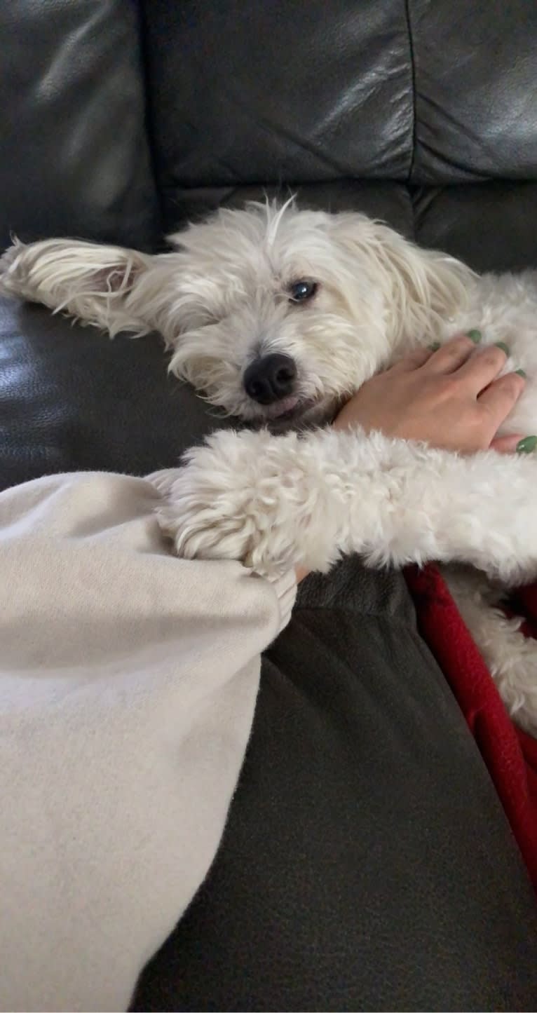 Jack, a Chinese Crested tested with EmbarkVet.com