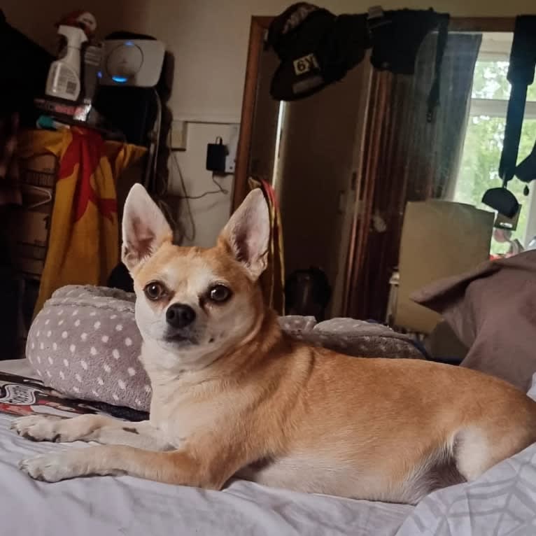 JOE, a Chihuahua and Yorkshire Terrier mix tested with EmbarkVet.com