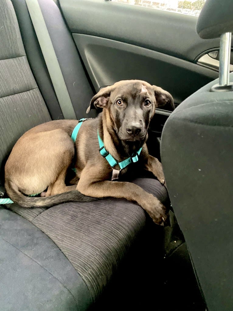 Magick, an American Pit Bull Terrier and German Shepherd Dog mix tested with EmbarkVet.com