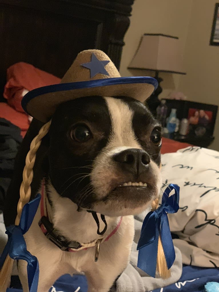 Dash, a Boston Terrier tested with EmbarkVet.com