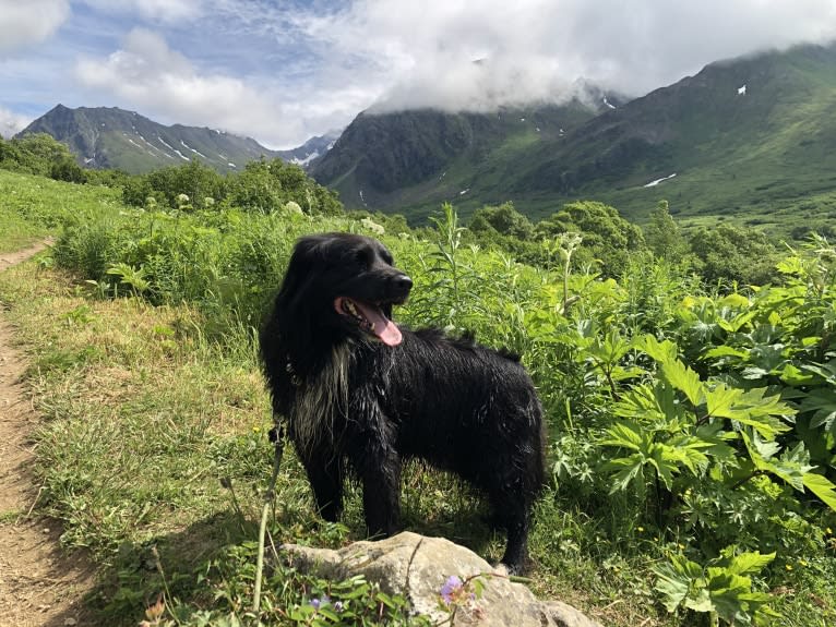 Beauregard, a Cocker Spaniel and Mountain Cur mix tested with EmbarkVet.com