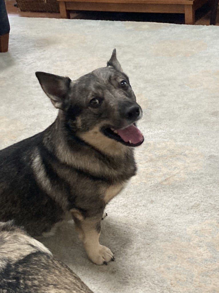 Bowie, a Swedish Vallhund tested with EmbarkVet.com