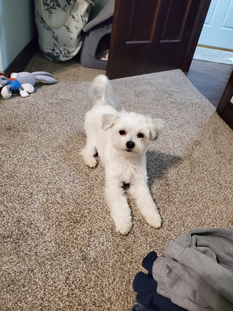 Peach, a Havanese and Bichon Frise mix tested with EmbarkVet.com