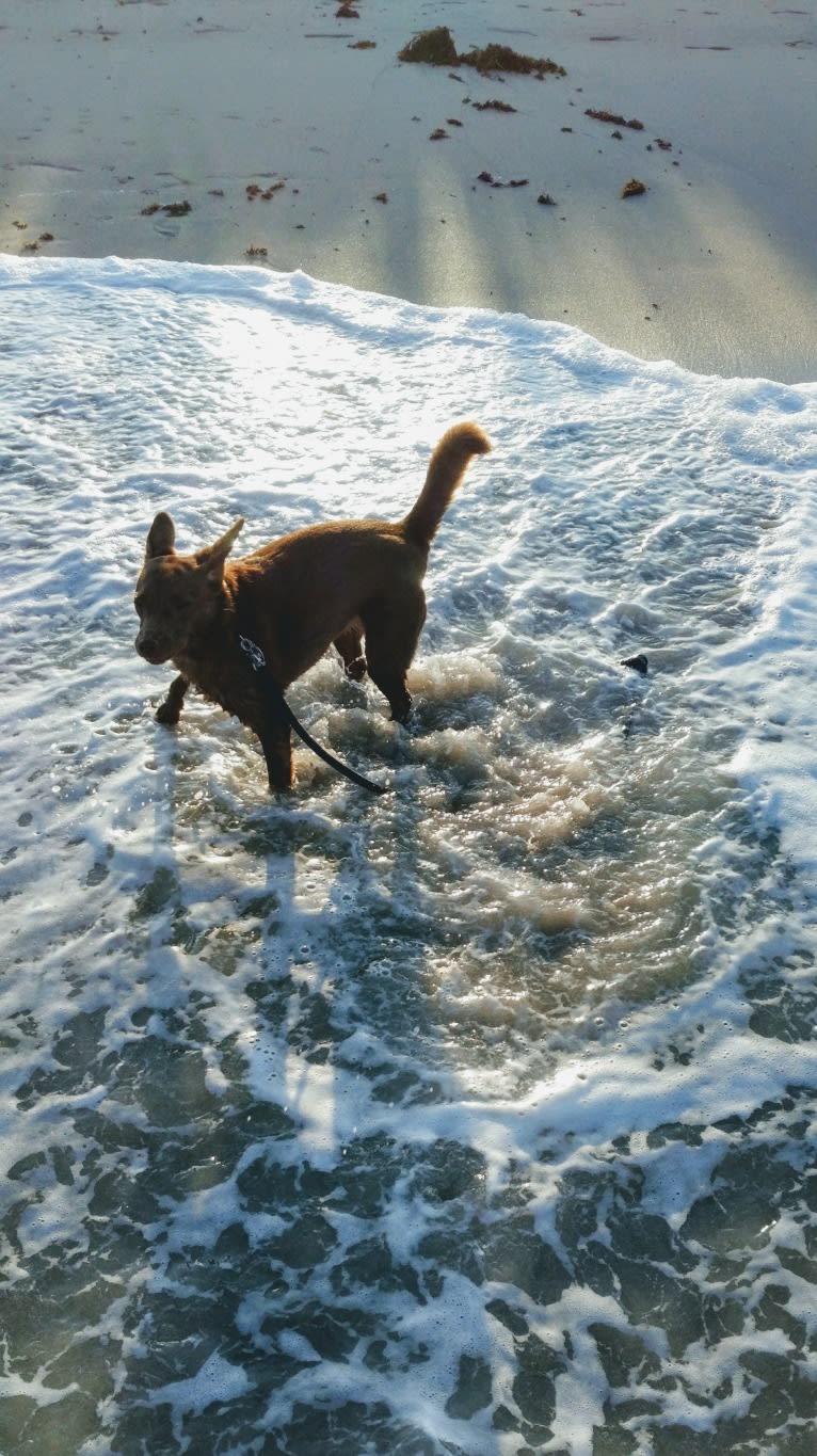 Little Red, a Russell-type Terrier and American Eskimo Dog mix tested with EmbarkVet.com