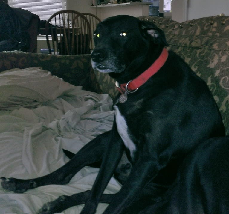 Twister, "Charlie", a German Shorthaired Pointer and Australian Cattle Dog mix tested with EmbarkVet.com