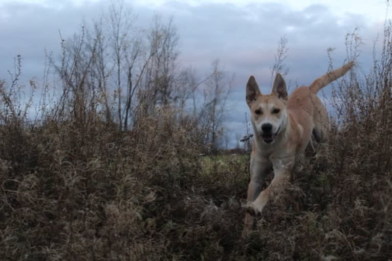 Loomy, a Carolina Dog tested with EmbarkVet.com