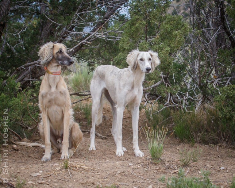 Silver, a Saluki tested with EmbarkVet.com