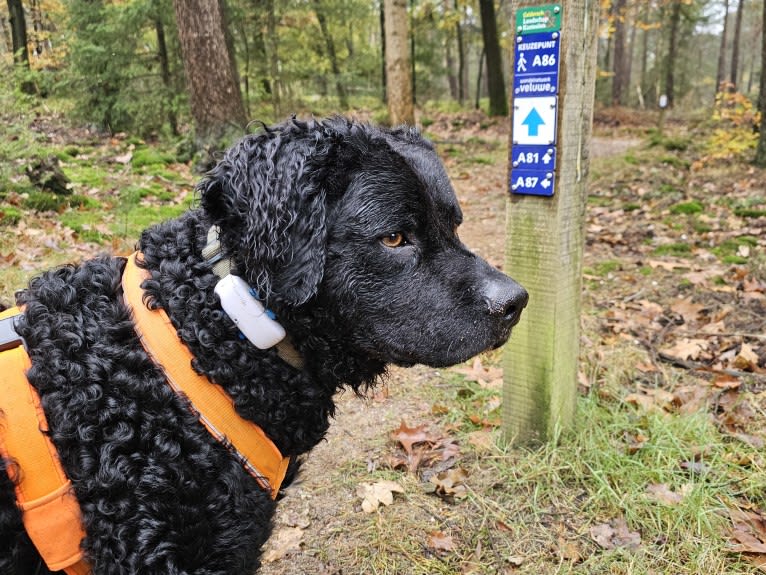 Beer, a Wetterhoun tested with EmbarkVet.com