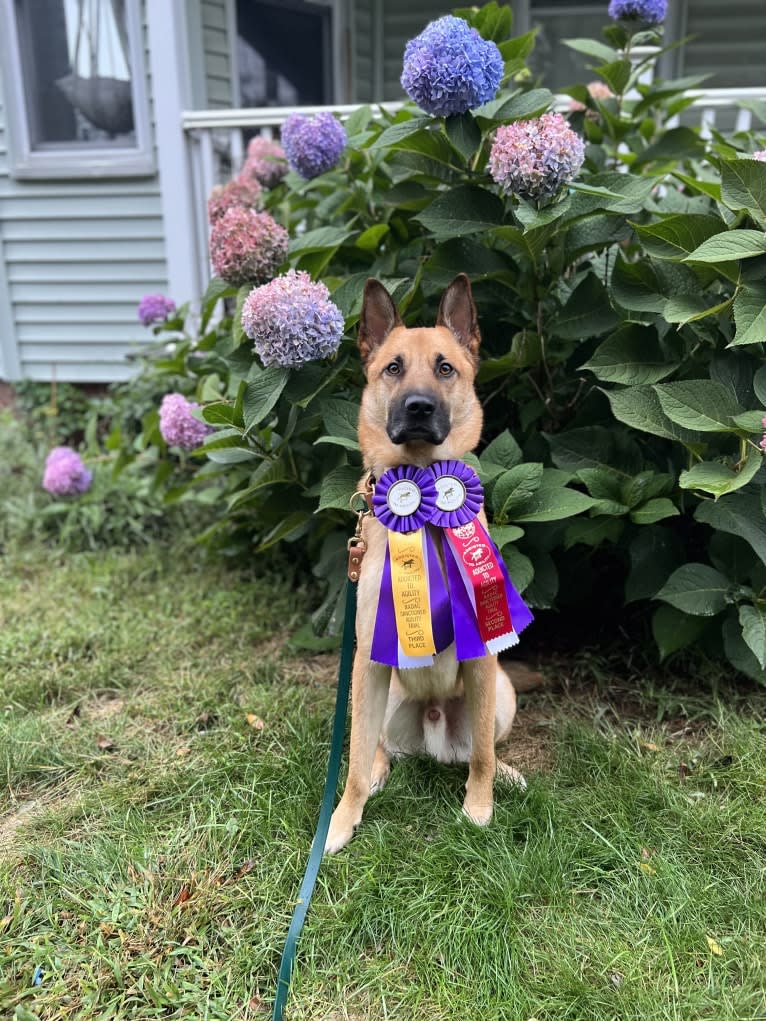 Everhett, a German Shepherd Dog and Australian Cattle Dog mix tested with EmbarkVet.com