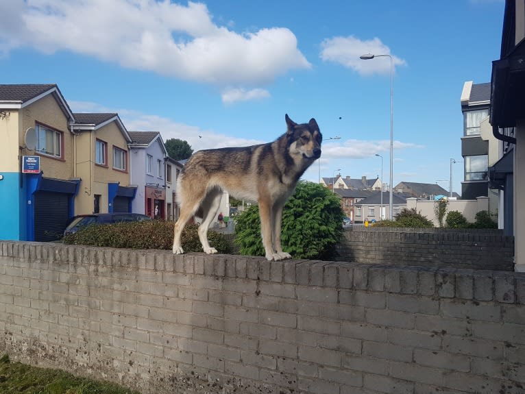 Kalen, a German Shepherd Dog and Siberian Husky mix tested with EmbarkVet.com