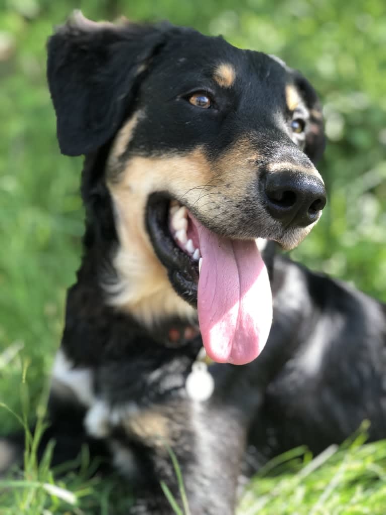 Cashew, a Border Collie and Labrador Retriever mix tested with EmbarkVet.com