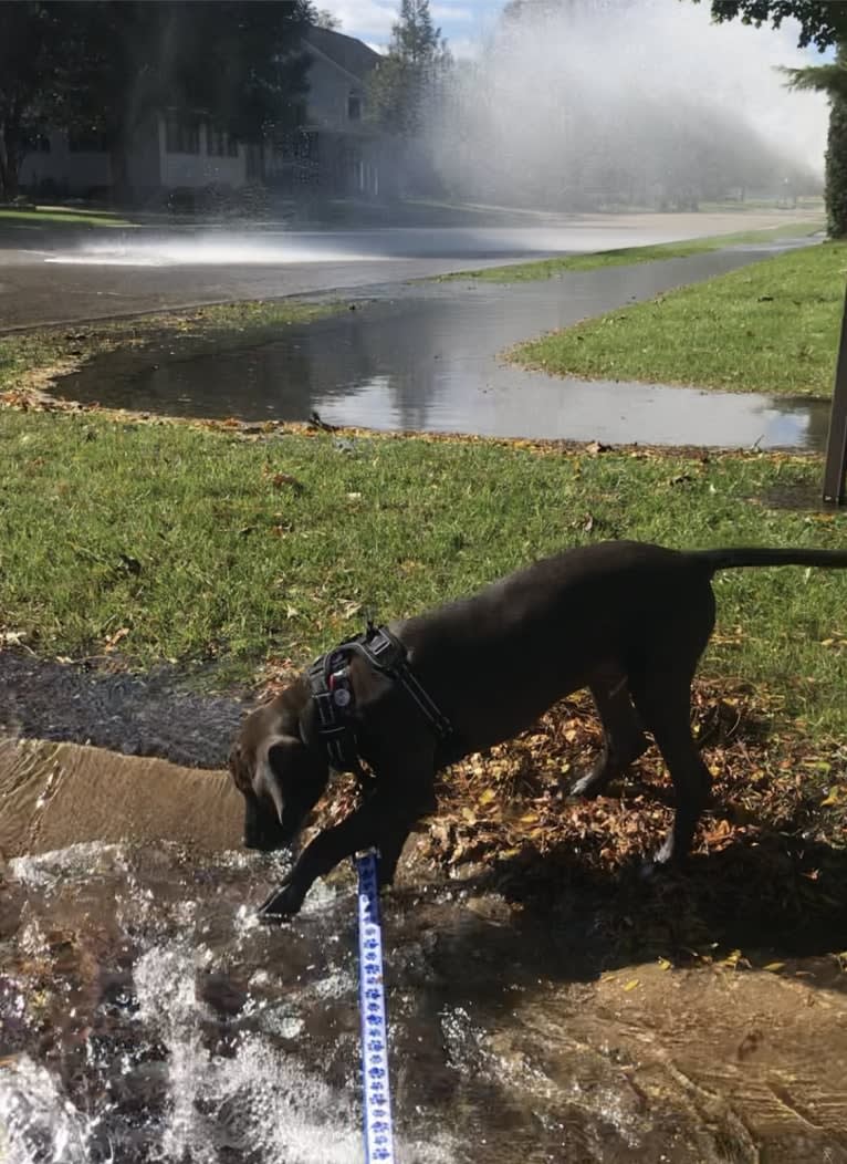 Kevlar, a Catahoula Leopard Dog and Mountain Cur mix tested with EmbarkVet.com