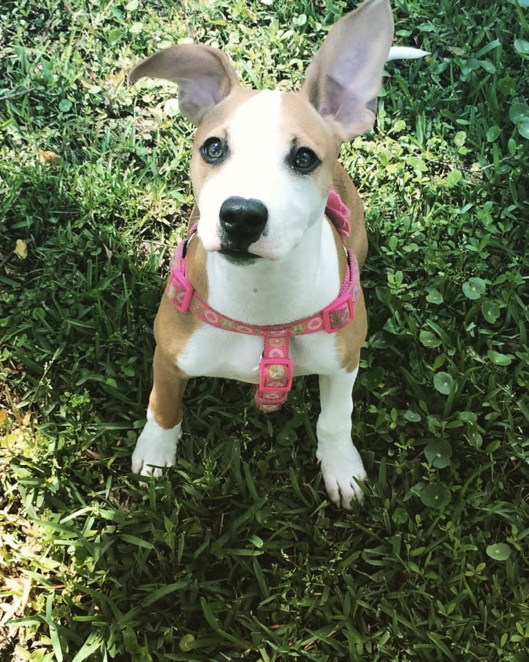 Cappucino, a Chihuahua and American Pit Bull Terrier mix tested with EmbarkVet.com