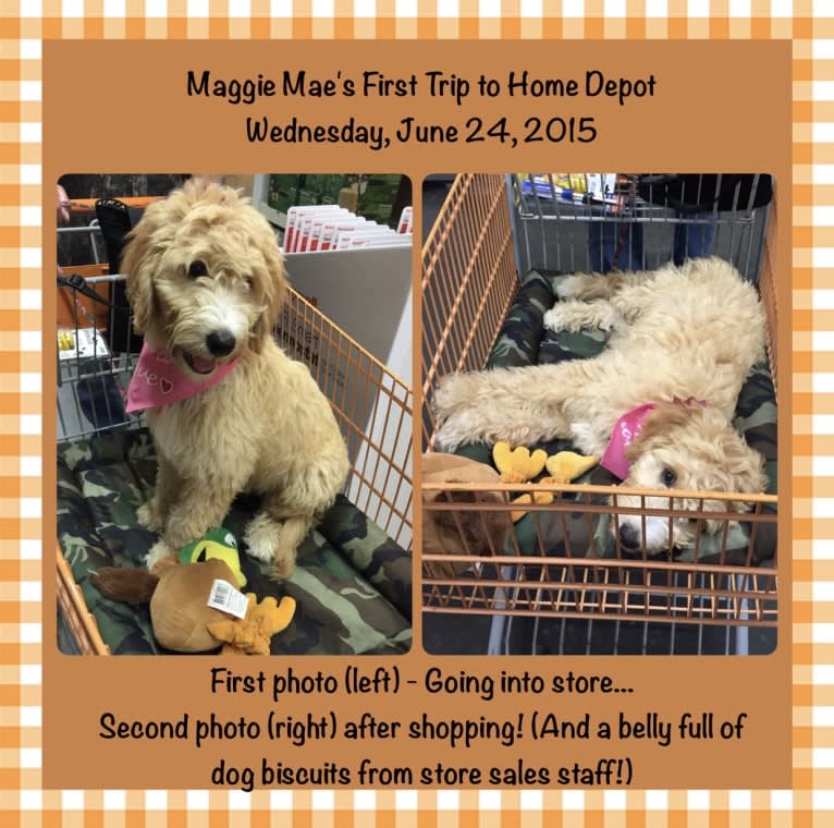 Maggie Mae, a Goldendoodle tested with EmbarkVet.com