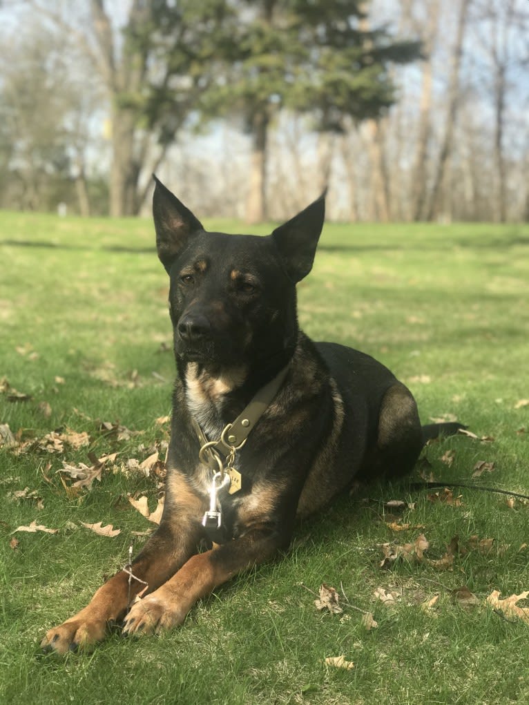 Boston, an Australian Cattle Dog and American Pit Bull Terrier mix tested with EmbarkVet.com