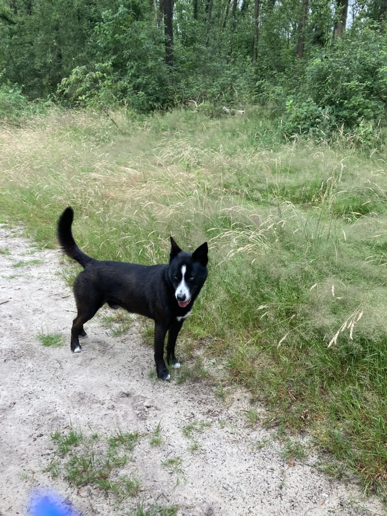 Takoda, an Alaskan-type Husky and Siberian Husky mix tested with EmbarkVet.com