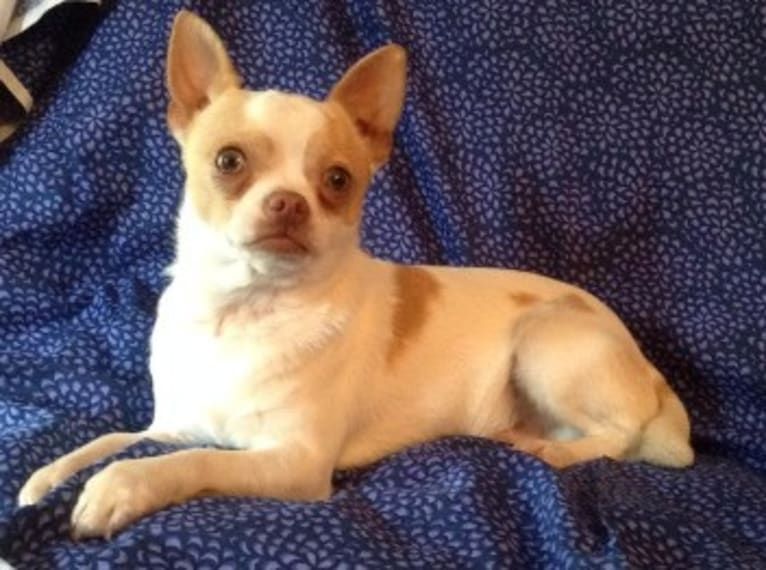 Biscuit, a Chihuahua tested with EmbarkVet.com