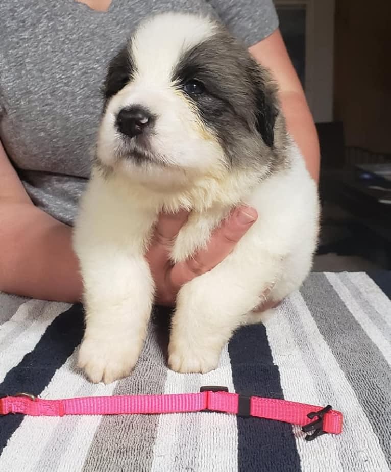 Mynney, a Pyrenean Mastiff tested with EmbarkVet.com